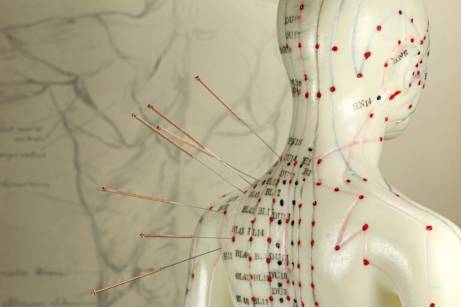 female acupuncture model